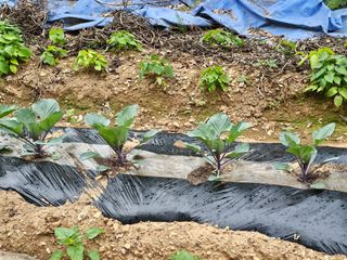 박주흥님의 기타작물 · 영농일지 작성글 사진