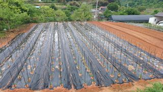 이순기님의 기타작물 · 영농일지 작성글 사진