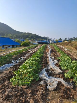 비금나루님의 호박 · 영농일지 작성글 사진