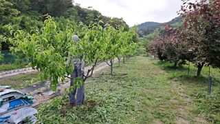 단감님의 기타작물 · 영농일지 작성글 사진