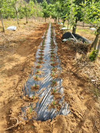 벽창호(죽동농부)님의 시금치 · 영농일지 작성글 사진