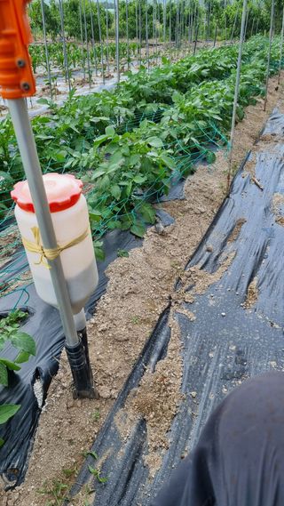 최언봉님의 감자 · 영농일지 작성글 사진