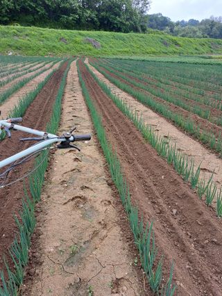 좋은인연원님의 파 · 영농일지 작성글 사진