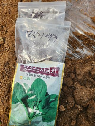 벽창호(죽동농부)님의 시금치 · 영농일지 작성글 사진