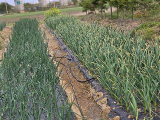 박해용(세건농장)님의 기타작물 · 영농일지 작성글 사진