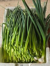 팜모닝 기타작물·영농일지 게시글 이미지