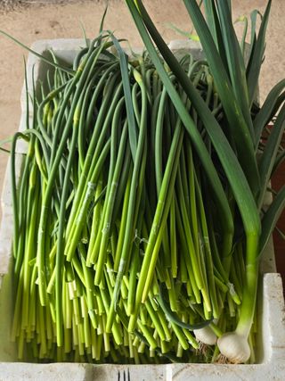 최해목님의 기타작물 · 영농일지 작성글 사진