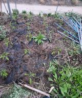 팜모닝 기타작물·영농일지 게시글 이미지