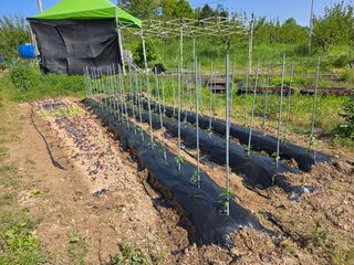 신이내린오디 정가네님의 기타작물 · 영농일지 작성글 사진