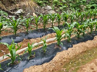 박주흥님의 기타작물 · 영농일지 작성글 사진