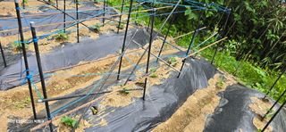 진전님의 기타작물 · 영농일지 작성글 사진