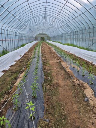 왕자농원님의 고추 · 영농일지 작성글 사진