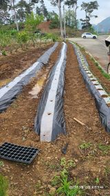 팜모닝 고추·영농일지 게시글 이미지