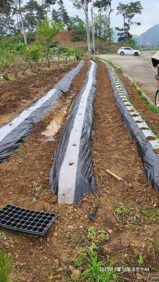 삼신령님의 고추 · 영농일지 작성글 사진