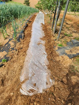 벽창호(죽동농부)님의 시금치 · 영농일지 작성글 사진