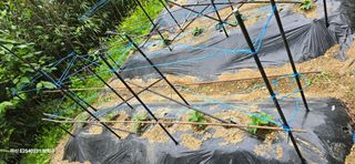 진전님의 기타작물 · 영농일지 작성글 사진