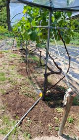 팜모닝 기타작물·영농일지 게시글 이미지