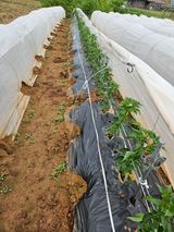 팜모닝 고추·영농일지 게시글 이미지