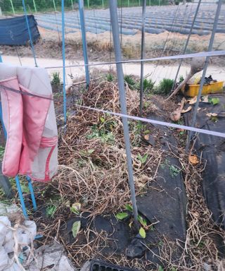 스마일00님의 기타작물 · 영농일지 작성글 사진