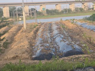 박해용(세건농장)님의 기타작물 · 영농일지 작성글 사진