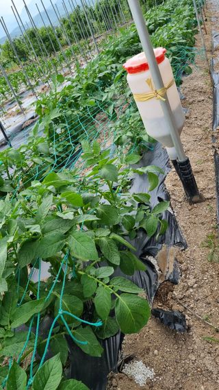 최언봉님의 감자 · 영농일지 작성글 사진