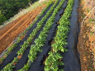 윤석은님의 감자 · 영농일지 작성글 사진