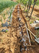 팜모닝 시금치·영농일지 게시글 이미지