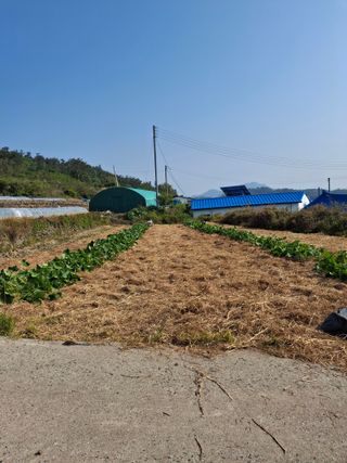 비금나루님의 호박 · 영농일지 작성글 사진