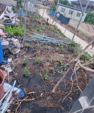 스마일00님의 기타작물 · 영농일지 작성글 사진