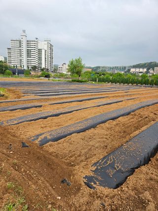 김연숙님의 기타작물 · 영농일지 작성글 사진