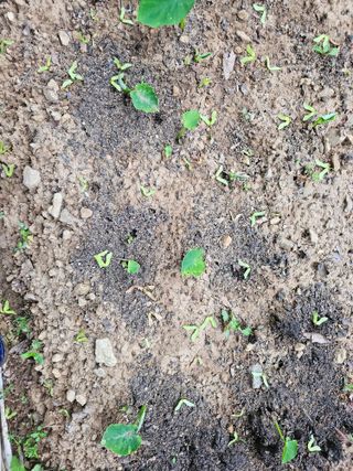 박주흥님의 기타작물 · 영농일지 작성글 사진