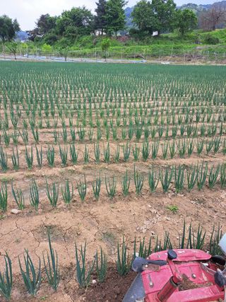 좋은인연원님의 파 · 영농일지 작성글 사진