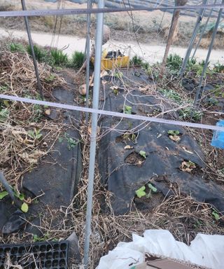 스마일00님의 기타작물 · 영농일지 작성글 사진