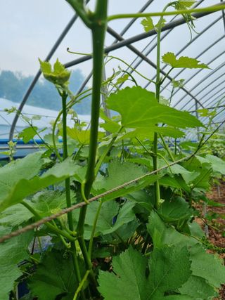 논산푸른팜님의 포도 · 영농일지 작성글 사진