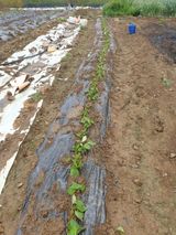 팜모닝 기타작물·영농일지 게시글 이미지