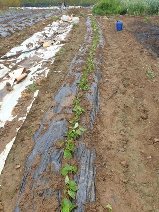 백조현율님의 기타작물 · 영농일지 작성글 사진