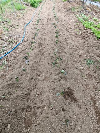 낙엽교목류21691님의 기타작물 · 영농일지 작성글 사진