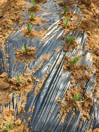 벽창호(죽동농부)님의 시금치 · 영농일지 작성글 사진