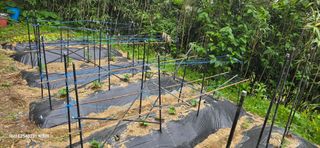 진전님의 기타작물 · 영농일지 작성글 사진