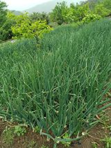 팜모닝 기타작물·영농일지 게시글 이미지