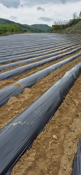 강성분님의 고구마 · 영농일지 작성글 사진