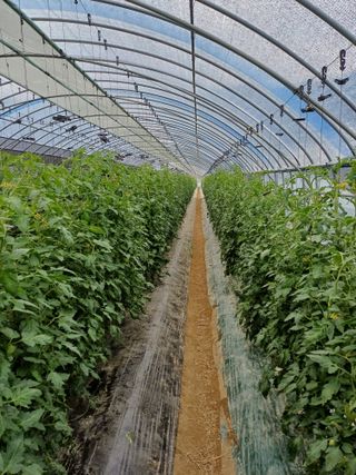 전원수님의 토마토 · 영농일지 작성글 사진