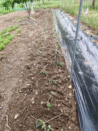 낙엽교목류21691님의 기타작물 · 영농일지 작성글 사진