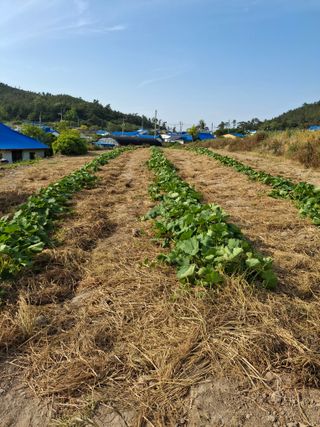 비금나루님의 호박 · 영농일지 작성글 사진