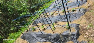 진전님의 기타작물 · 영농일지 작성글 사진