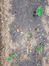 팜모닝 기타작물·영농일지 게시글 이미지