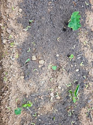 박주흥님의 기타작물 · 영농일지 작성글 사진