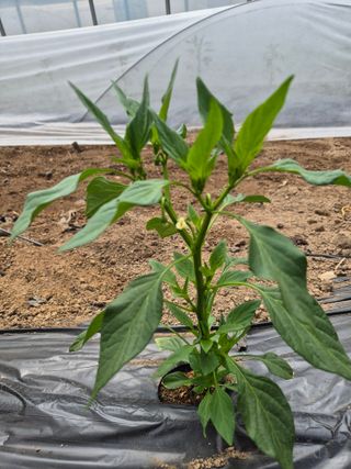 왕자농원님의 고추 · 영농일지 작성글 사진