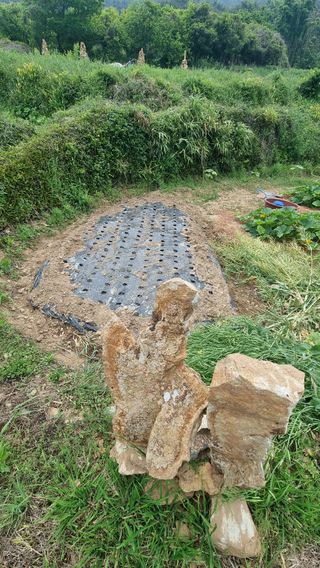 촌사리님의 들깨 · 영농일지 작성글 사진