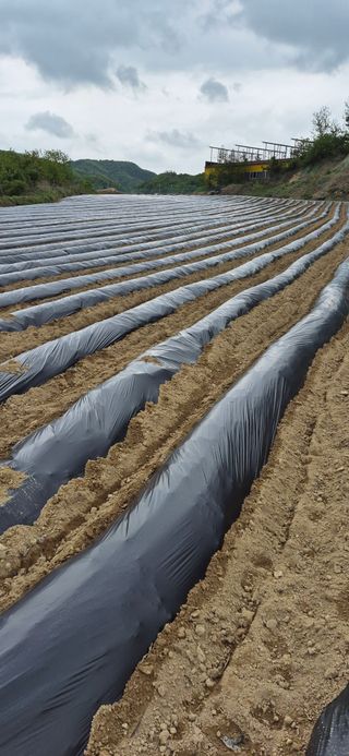 강성분님의 고구마 · 영농일지 작성글 사진